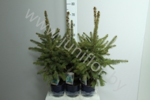 Ель Picea Pungens Glauca
