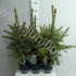 Ель Picea Pungens Glauca Ель Picea Pungens Glauca