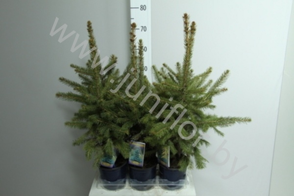 Ель Picea Pungens Glauca Ель Picea Pungens Glauca