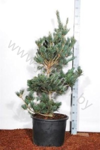 Ель Pinus Negishi