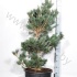 Ель Pinus Negishi