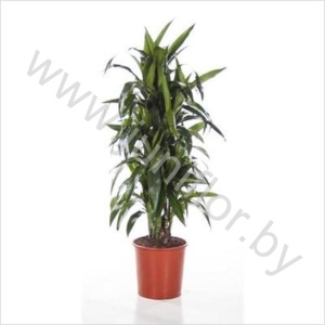 Драцена Dracaena Lisa Vertakt