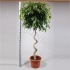 Фикус Ficus Bin Amstel King Spiraal Фикус Ficus Bin Amstel King Spiraal
