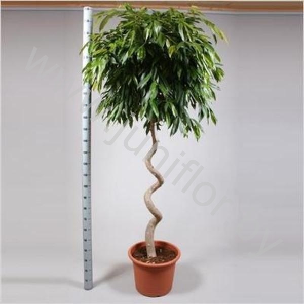 Фикус Ficus Bin Amstel King Spiraal