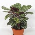 Калатея Calathea Medallion In Schaal 3PP Калатея Calathea Medallion In Schaal 3PP