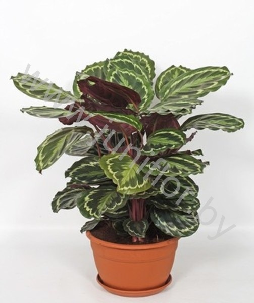Калатея Calathea Medallion In Schaal 3PP