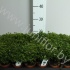 Мирт Myrtus Communis Мирт Myrtus Communis