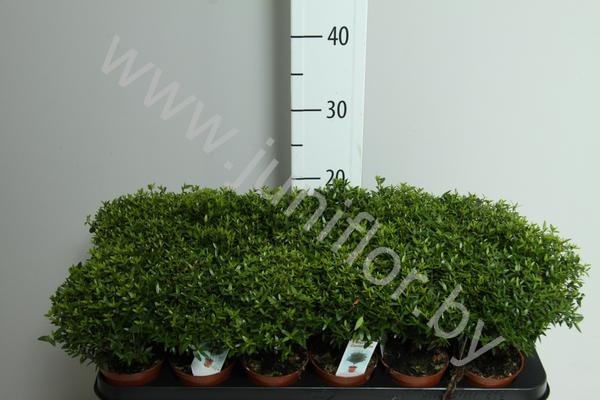 Мирт Myrtus Communis