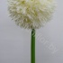 Аллиум Allium White