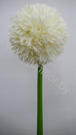 Аллиум Allium White