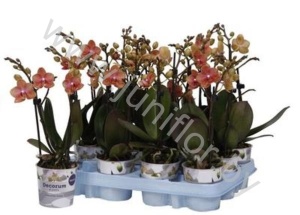 Фаленопсис Phal Kolibri Brown 2 tak