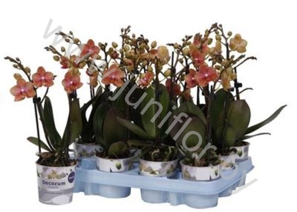 Фаленопсис Phal Kolibri Brown 2 tak
