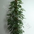 Шеффлера Schefflera Compacta Mospool Шеффлера Schefflera Compacta Mospool