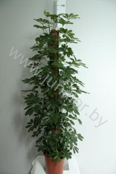 Шеффлера Schefflera Compacta Mospool