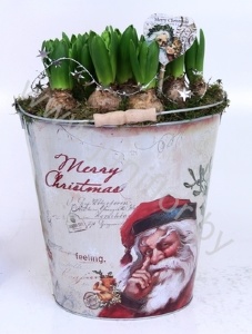 Гиацинт Bucket Santa28cm+Hyacint