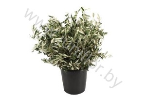 Листья Оливы Gr Herbs Olive Leafs