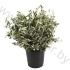 Листья Оливы Gr Herbs Olive Leafs Листья Оливы Gr Herbs Olive Leafs