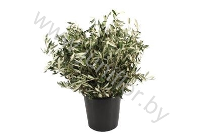 Листья Оливы Gr Herbs Olive Leafs