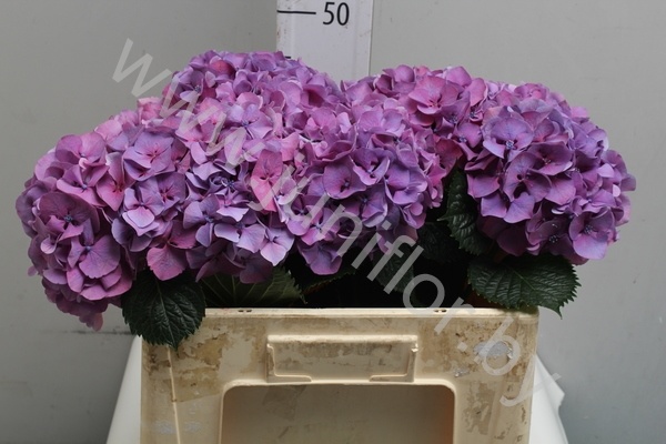 Гортензия Hydrangea Purple Гортензия Hydrangea Purple