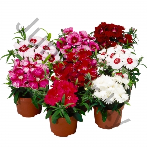 Гвоздика Dianthus Chinensis Diana Mix