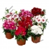 Гвоздика Dianthus Chinensis Diana Mix Гвоздика Dianthus Chinensis Diana Mix