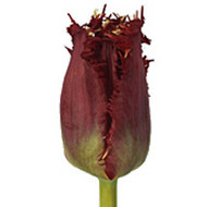 Тюльпан Valery Gergiev