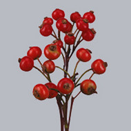 Роза Боттел Rosa Bottel Triumph Fantasy