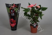 Антуриум Arcade (Pink)