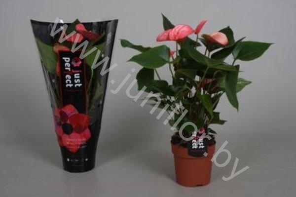 Антуриум Arcade (Pink) Антуриум Arcade (Pink)