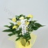 Антуриум Picasso Yellow In Bolpot