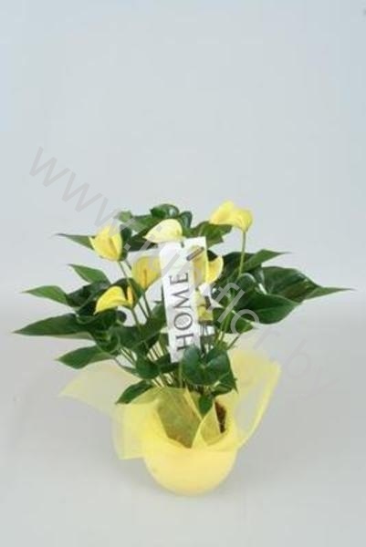 Антуриум Picasso Yellow In Bolpot