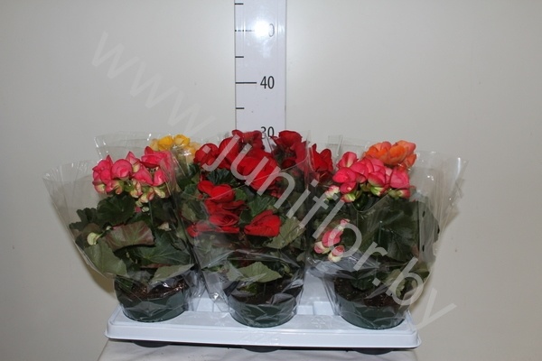 Бегония  Dubbele Mix