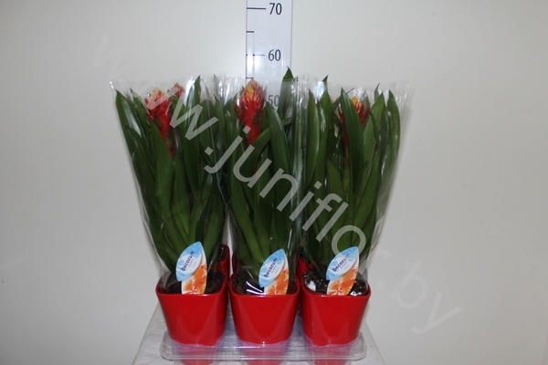 Гузмания Torch Keramiek