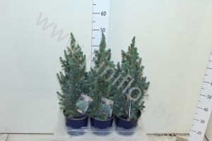 Ель Picea Sanders Blue