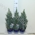 Ель Picea Sanders Blue Ель Picea Sanders Blue