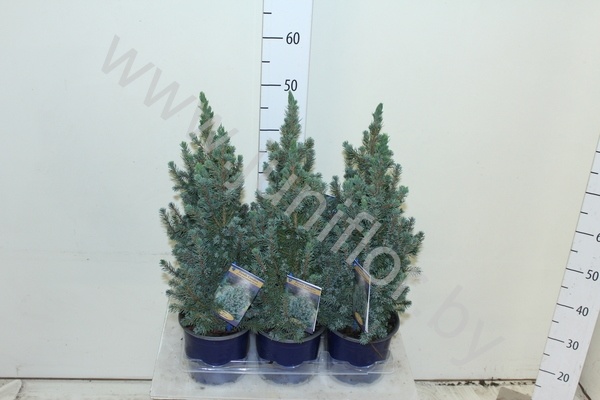 Ель Picea Sanders Blue Ель Picea Sanders Blue