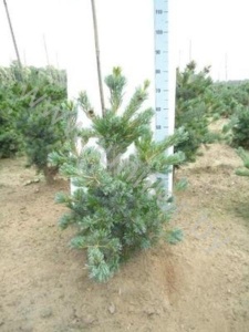 Ель Pinus Negishi