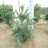 Ель Pinus Negishi Ель Pinus Negishi