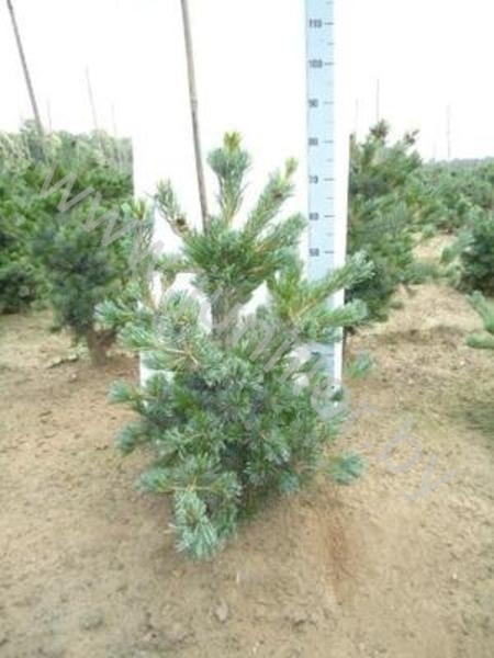 Ель Pinus Negishi