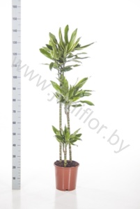 Драцена Dracaena Gold Dream 90-60-30