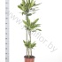 Драцена Dracaena Gold Dream 90-60-30 Драцена Dracaena Gold Dream 90-60-30