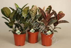 Фикус Ficus Elastica Mix