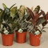 Фикус Ficus Elastica Mix