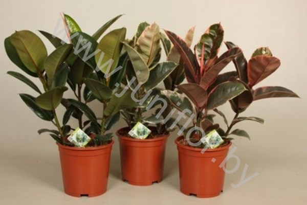 Фикус Ficus Elastica Mix