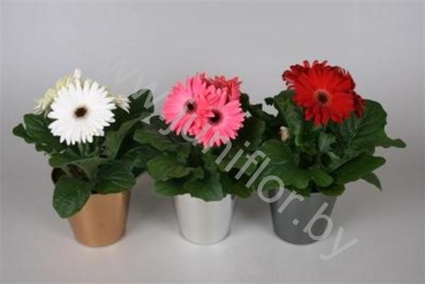 Гербера Gerbera Metaallookpot