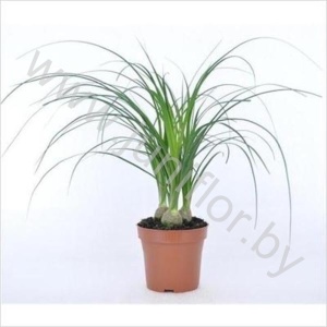 Нолина Nolina 3pp