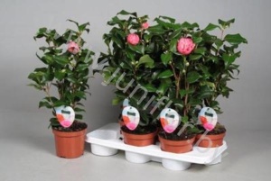 Камелия Camellia Japonica