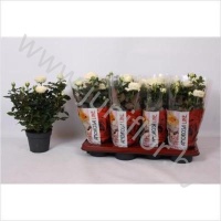 Роза Amarosa Infinity White