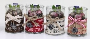 Гиацинт Jute Merry Christmasglass+Hyacint