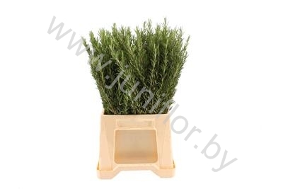 Розмарин Gr Herbs Rosemarijn